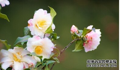 花知道,风来过