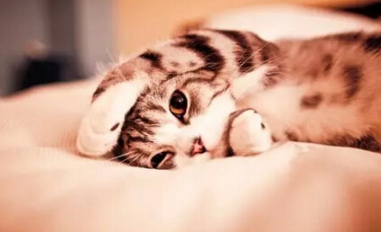 猫的七种哲学